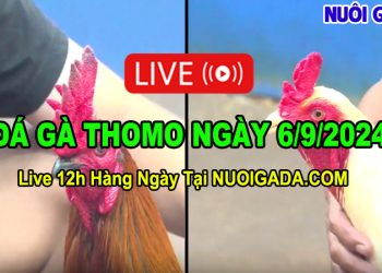Đá gà Thomo Campuchia Full HD CPC3 06/09/2024