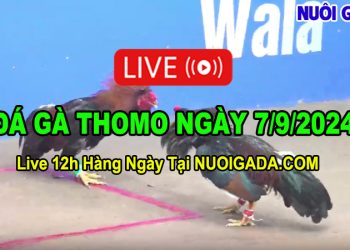 Đá gà cựa sắt hôm nay chất lượng cao CPC3 07/09/2024