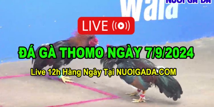 Đá gà cựa sắt hôm nay chất lượng cao CPC3 07/09/2024