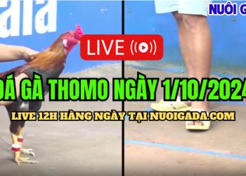 Trực tiếp đá gà Campuchia C3 mới nhất ngày 1/10/2024