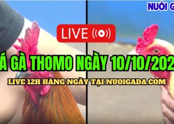 Trực tiếp đá gà Campuchia đầy đủ C3 ngày 10/10/2024