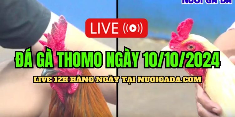 Trực tiếp đá gà Campuchia đầy đủ C3 ngày 10/10/2024
