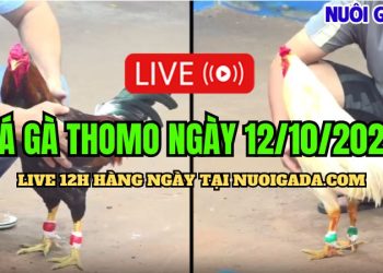 Live đá gà cựa sắt Campuchia C3 chất lượng cao ngày 12/10/2024