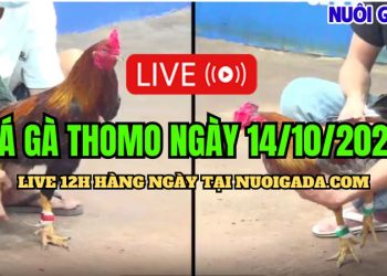 Livestream đá gà Thomo rõ nét CPC3 ngày 14/10/2024