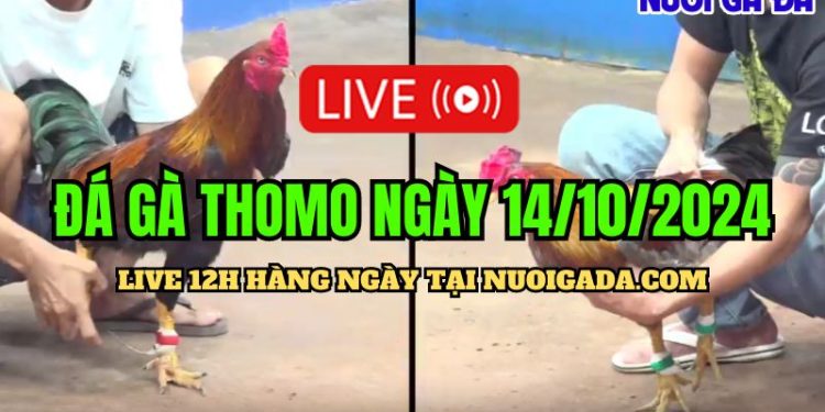 Livestream đá gà Thomo rõ nét CPC3 ngày 14/10/2024