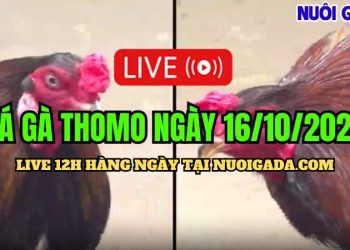 Trực tiếp đá gà cựa sắt Thomo C3 hay nhất ngày 16/10/2024