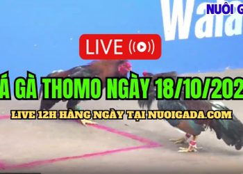 Livestream đá gà cựa sắt Thomo C3 đặc sắc ngày 18/10/2024