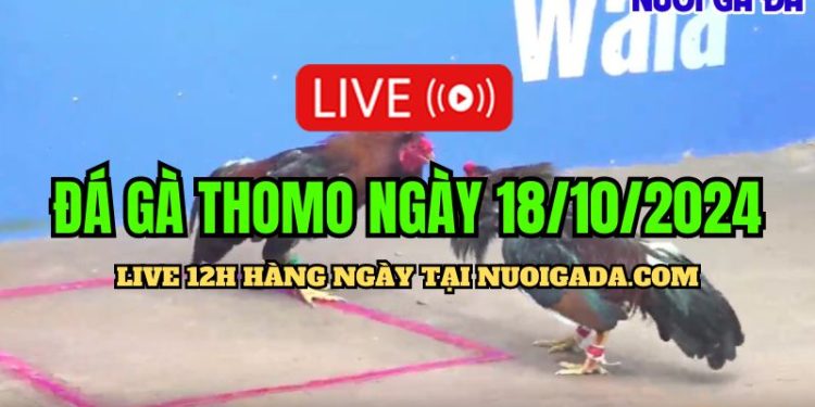 Livestream đá gà cựa sắt Thomo C3 đặc sắc ngày 18/10/2024