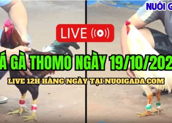 Trực tiếp đá gà Campuchia CPC3 HD ngày 19/10/2024