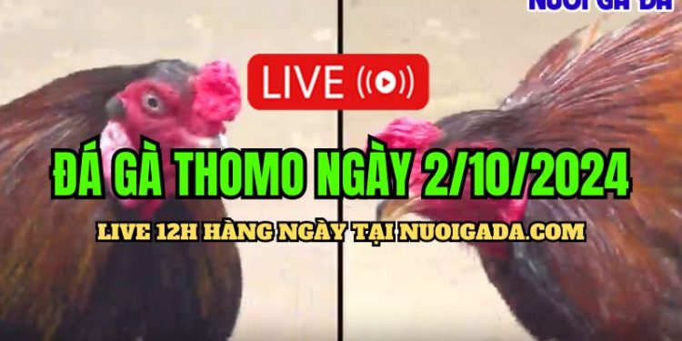 Livestream đá gà Thomo CPC3 HD ngày 2/10/2024