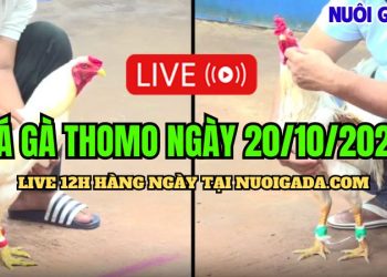 Xem live đá gà Thomo CPC3 chất lượng cao ngày 20/10/2024