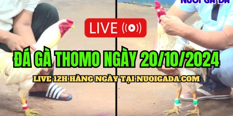 Xem live đá gà Thomo CPC3 chất lượng cao ngày 20/10/2024