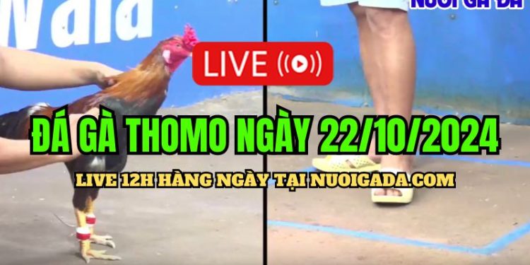 Livestream đá gà cựa sắt Thomo CPC3 đầy đủ ngày 22/10/2024