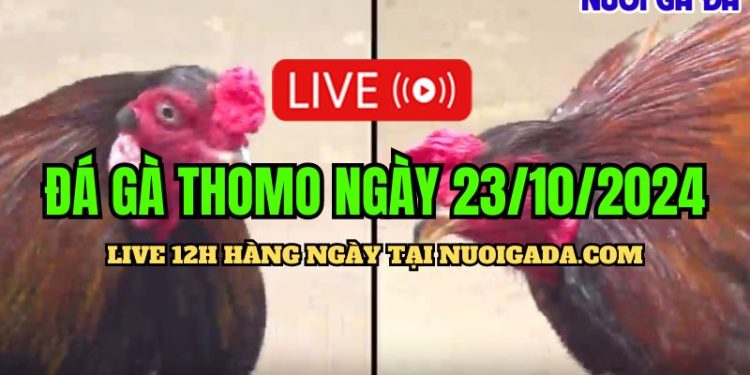 Trực tiếp đá gà Campuchia C3 HD ngày 23/10/2024