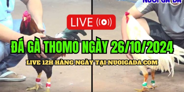 Trực tiếp đá gà Thomo cựa sắt CPC3 ngày 26/10/2024