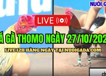 Xem live đá gà Campuchia C3 rõ nét ngày 27/10/2024