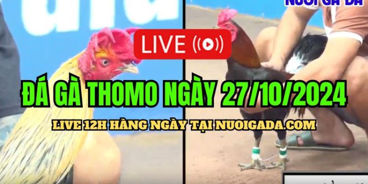 Xem live đá gà Campuchia C3 rõ nét ngày 27/10/2024