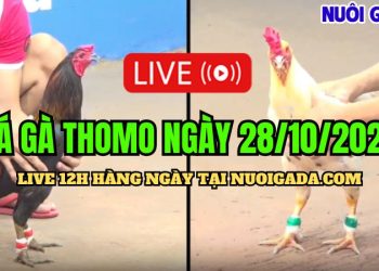 Trực tuyến đá gà Thomo đặc sắc C3 ngày 28/10/2024