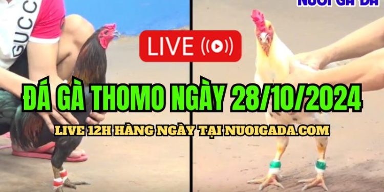 Trực tuyến đá gà Thomo đặc sắc C3 ngày 28/10/2024