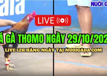 Livestream đá gà Campuchia CPC3 chất lượng cao ngày 29/10/2024