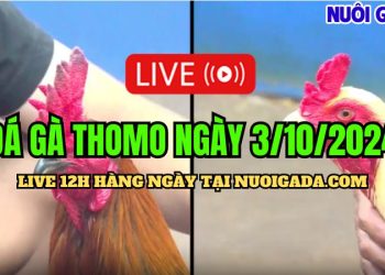 Xem đá gà Campuchia live C3 rõ nét ngày 3/10/2024