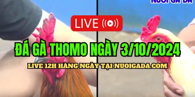 Xem đá gà Campuchia live C3 rõ nét ngày 3/10/2024