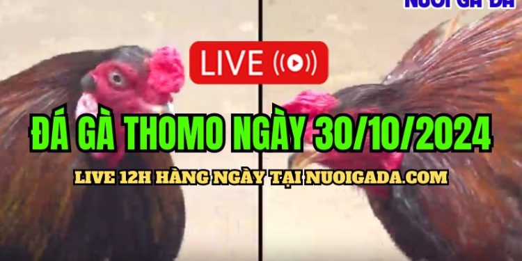 Xem trực tiếp đá gà Thomo C3 HD ngày 30/10/2024