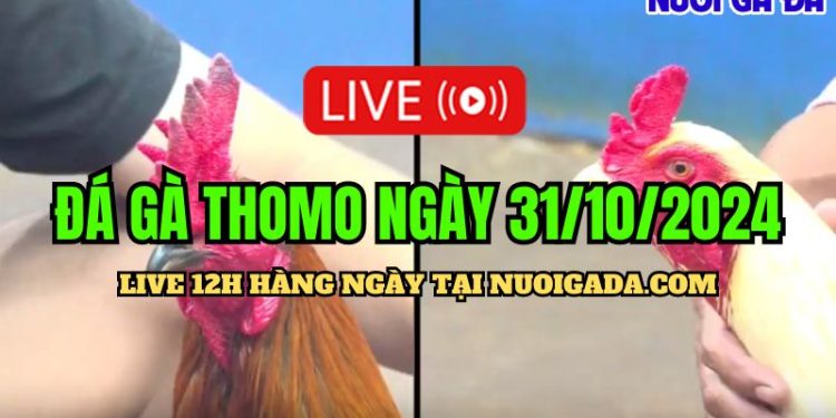 Trực tiếp đá gà Campuchia C3 đầy đủ ngày 31/10/2024