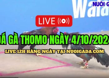 Trực tuyến đá gà cựa sắt Thomo CPC3 ngày 4/10/2024