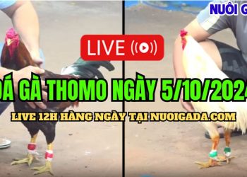 Livestream đá gà Campuchia đặc sắc nhất C3 ngày 5/10/2024