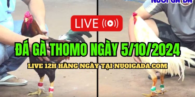 Livestream đá gà Campuchia đặc sắc nhất C3 ngày 5/10/2024