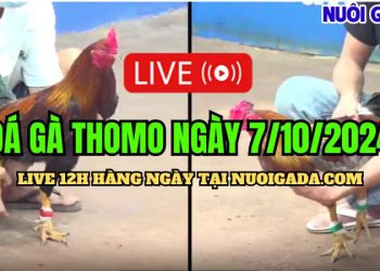 Xem live đá gà Campuchia CPC3 chất lượng cao ngày 7/10/2024
