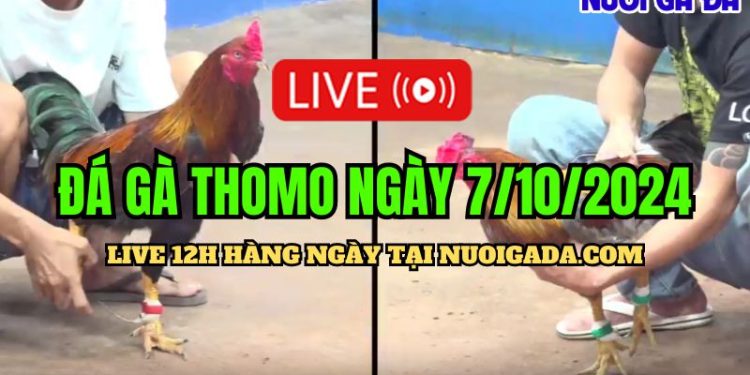 Xem live đá gà Campuchia CPC3 chất lượng cao ngày 7/10/2024