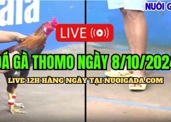 Trực tuyến đá gà Thomo CPC3 mới nhất ngày 8/10/2024