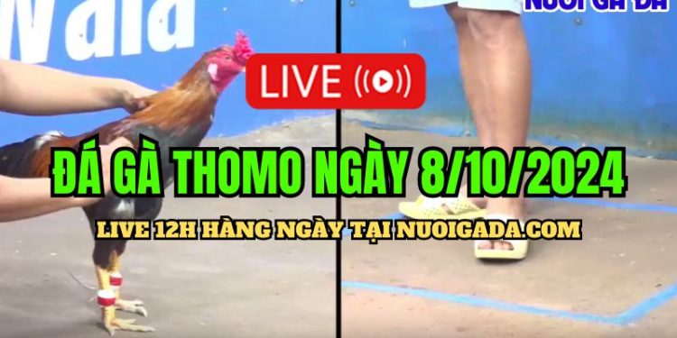 Trực tuyến đá gà Thomo CPC3 mới nhất ngày 8/10/2024
