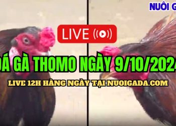 Livestream đá gà cựa sắt Thomo C3 hấp dẫn nhất ngày 9/10/2024