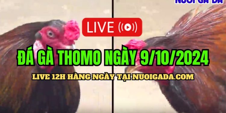 Livestream đá gà cựa sắt Thomo C3 hấp dẫn nhất ngày 9/10/2024