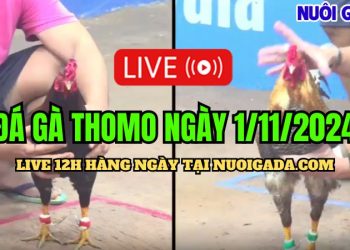 Trực tiếp đá gà Campuchia hôm nay CPC3 HD 01/11/2024