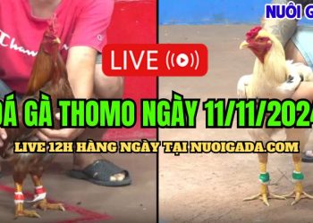 Trực tiếp đá gà Campuchia hôm nay CPC3 HD 11/11/2024