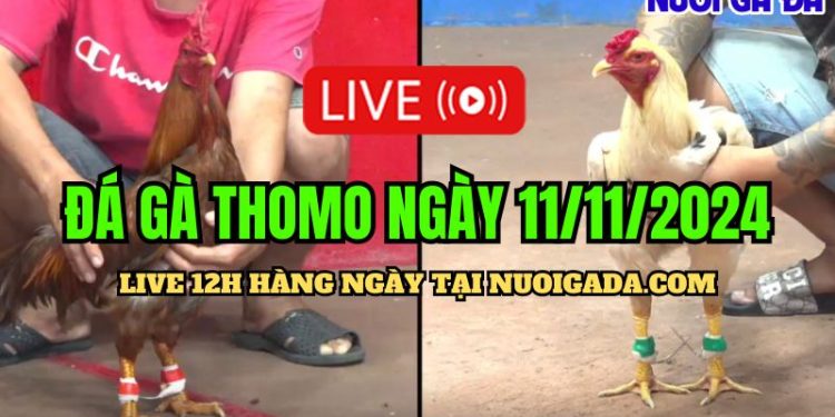 Trực tiếp đá gà Campuchia hôm nay CPC3 HD 11/11/2024