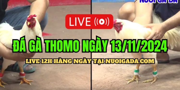 Đá gà Campuchia live CPC3 cực hot 13/11/2024