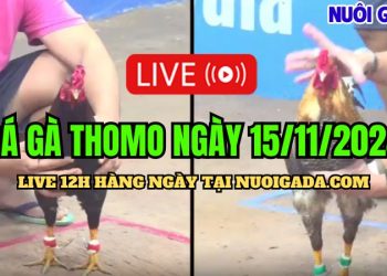 Xem đá gà Campuchia hôm nay CPC3 HD 15/11/2024