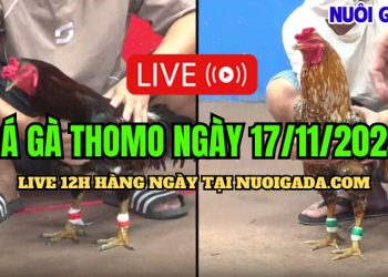 Đá gà Campuchia live CPC3 đặc sắc hôm nay 17/11/2024