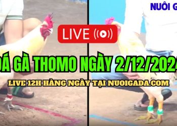 Đá gà Campuchia cựa sắt hấp dẫn C3 hôm nay 2/12/2024