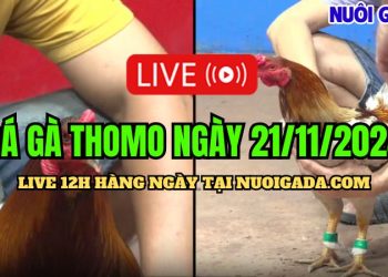 Trực tiếp đá gà Campuchia hôm nay CPC3 HD 21/11/2024