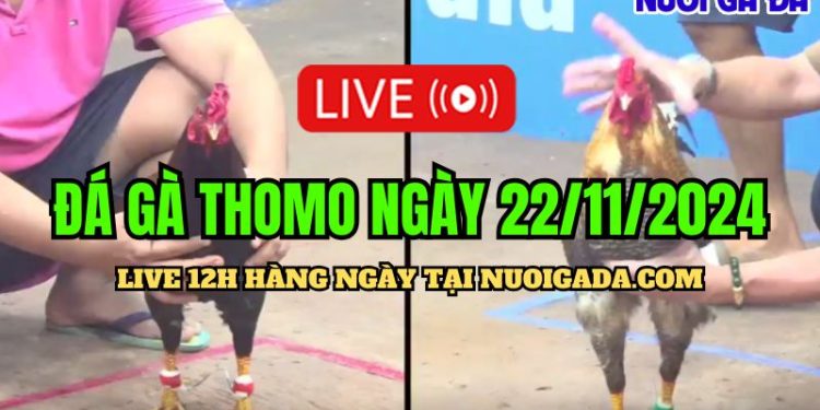 Đá gà Campuchia live CPC3 cực hot hôm nay 22/11/2024