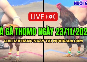 Đá gà Campuchia trực tiếp hôm nay CPC3 HD 23/11/2024