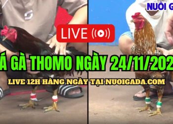 Đá gà Campuchia live CPC3 đặc sắc ngày 24/11/2024