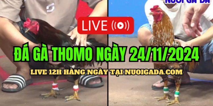 Đá gà Campuchia live CPC3 đặc sắc ngày 24/11/2024