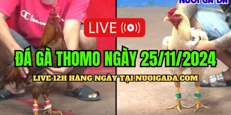 Trực Tiếp Full Giải Vô Địch Cup C3 HD 25/11/2024